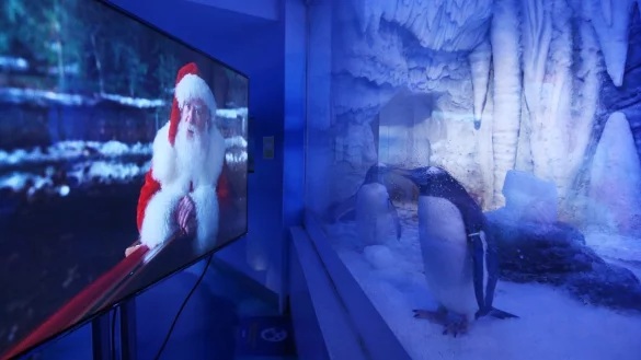 Weihnachtsfilm f&uuml;r Pinguine - &copy; Foto: Yui Mok/PA Wire/dpa