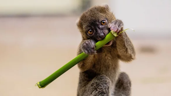 Nachwuchs bei den Bambuslemuren - &copy; Foto: Rolf Vennenbernd/dpa