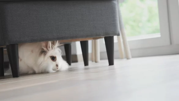 Kaninchen auf Tour - &copy; Foto: Christina Sabrowsky