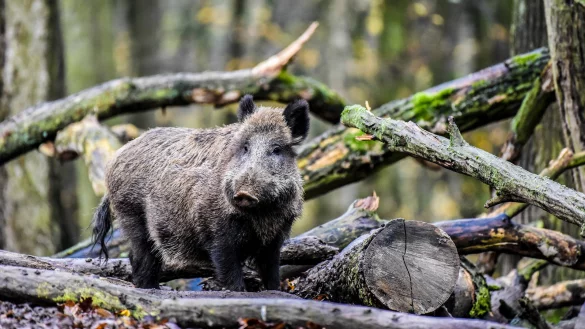 Wildschweine sind extrem scheue Tiere. Deshalb bekommen Spazierg&auml;nger sie kaum zu Gesicht. Foto: Kapuhs/djv - &copy; djv
