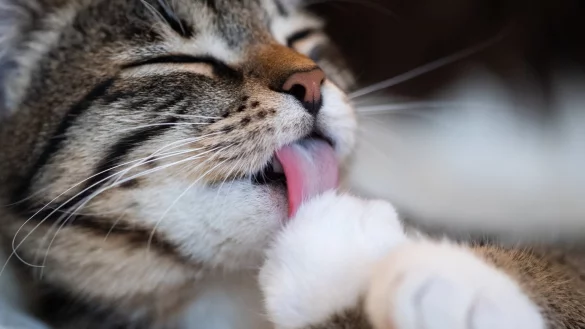 Katze - &copy; Foto: Franziska Gabbert