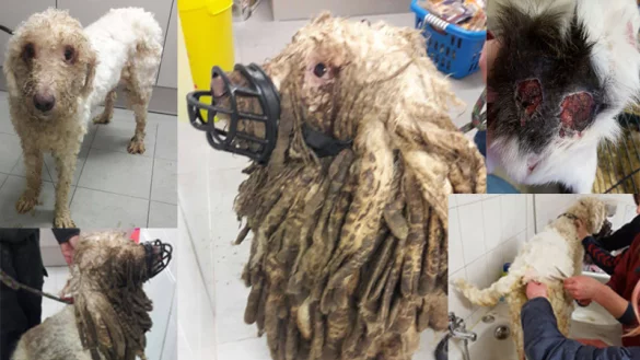 Das Tierheim Eichenhof hat mit einem Posting von verwahrlosten Tieren auf Facebook eine enorme Welle der Hilfsbereitschaft ausgel&ouml;st. - &copy; Tierheim Eichenhof