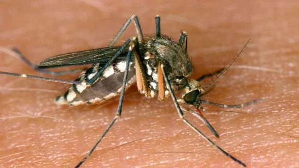 Stechm&uuml;cke - &copy; Foto: Andreas Lander/dpa-Zentralbild/dpa