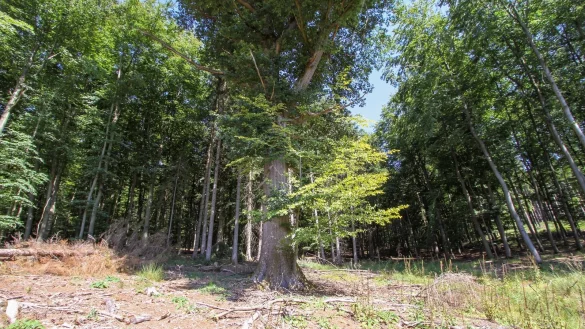 Diese Eiche bleibt stehen. Der Kreis Lippe hat sie und 99 weitere B&auml;ume vom Landesverband gekauft. - &copy; Landesverband Lippe