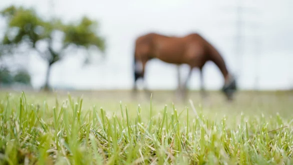 Pferd auf der Weide - &copy; Foto: Uwe Anspach/dpa