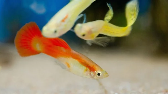 Fische Haus: Teich und Aquarienwasser Eimer - &copy; Foto: Franziska Gabbert/dpa-tmn