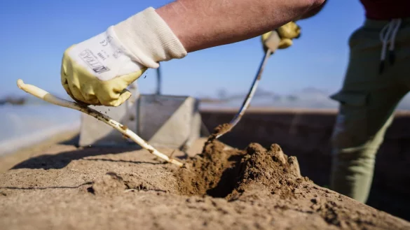 Spargelernte - &copy; Foto: Andreas Arnold/dpa