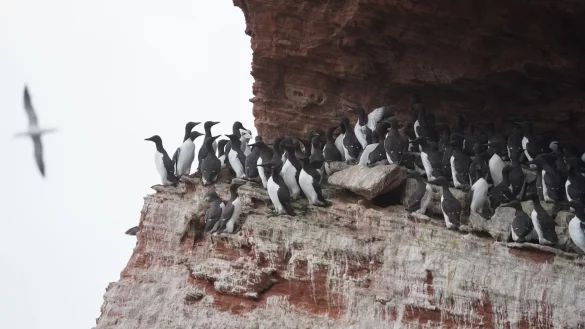 Lummensprung - &copy; Foto: Marcus Brandt/dpa