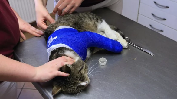 Kranke Katze - &copy; Foto: Jens Wolf/dpa