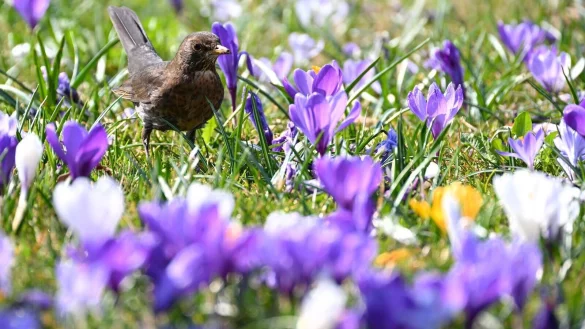 - &copy; Felix K&auml;stle/dpa