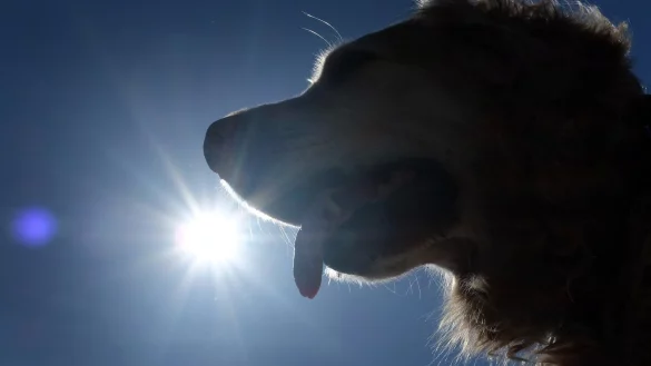 Hitzeschlag bei Hunden - &copy; Foto: Martin Gerten/dpa/dpa-tmn