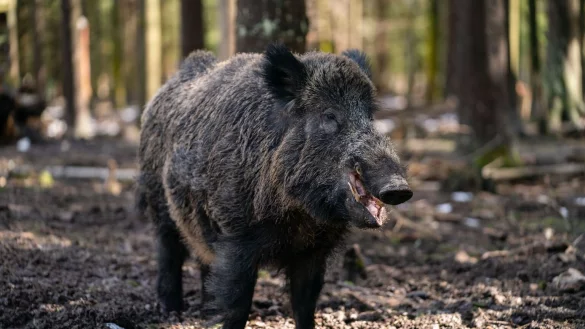 Schwarzwild-Keiler - &copy; Foto: Nicolas Armer/dpa