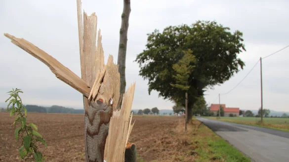 Bild der Zerst&ouml;rung: Sieben B&auml;umen an der Buchenstra&szlig;e wurde rabiat zugesetzt, auch Pf&auml;hle sind zersplittert. Drei Hainbuchen, die unter das Alleenprogramm fallen, sind nicht zu retten. - &copy; Till Brand
