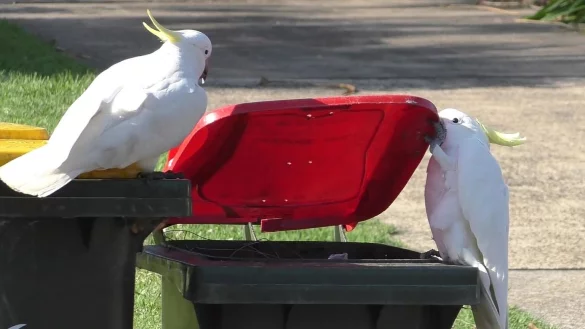 Kakadus - &copy; Foto: Barbara Klump/Max Planck Institute of Animal Behavior via AAP/dpa