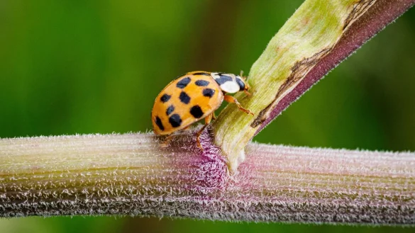 Marienk&auml;fer - &copy; Foto: Soeren Stache/dpa-Zentralvild/dpa