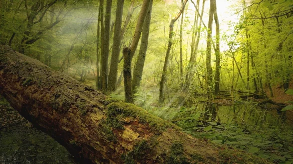 Ein Wanderer entdeckte den Kahlschlag zuf&auml;llig. - &copy; Symbolfoto