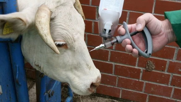 Spritze: Ein Veterin&auml;r impft eine Kuh gegen die Blauzungenkrankheit. Bei Gro&szlig;tier&auml;rzten droht ein Engpa&szlig;. - &copy; dpa