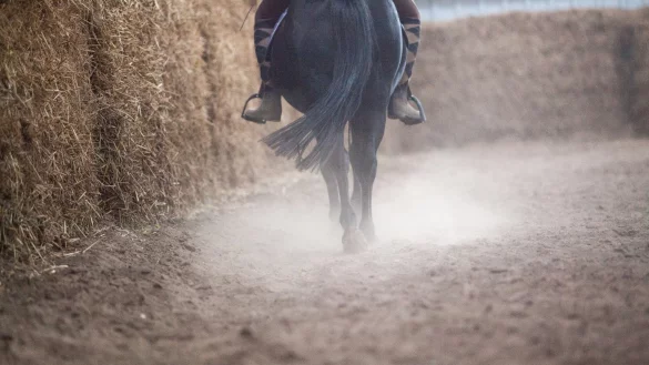 Pferd auf der Koppel - &copy; Foto: Christin Klose/dpa-tmn