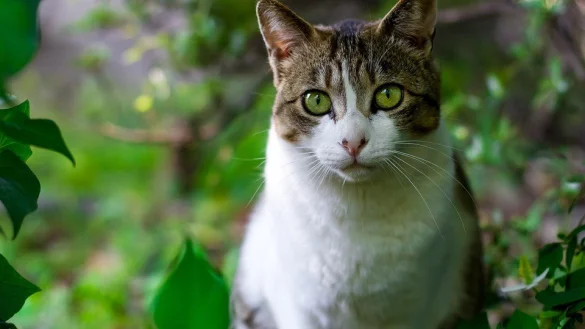 Freigängerkatzen müssen weiterhin kastriert werden. - © Symbolbild: Pixabay