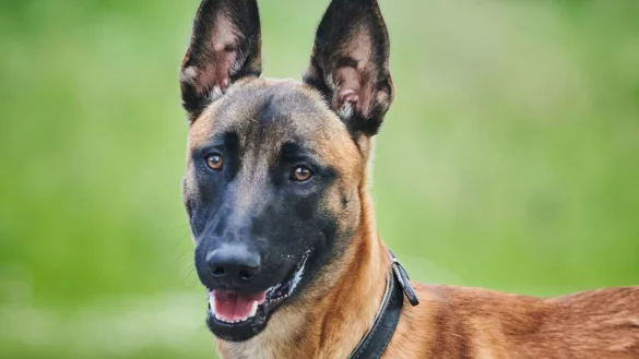 Tierheim Berlin - &copy; Foto: Annette Riedl/dpa