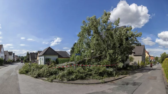 Doppelter Sturmschaden: Die Dorflinde in Remmighausen, die 1953 gepflanzt worden war, hat die Sturmb&ouml;en von &bdquo;Zeljko&ldquo; nicht &uuml;berstanden. Die mehr als 60 Jahre alte Linde ist einfach umgekippt und hat ein Auto unter sich begraben. - &copy; Torben Gocke