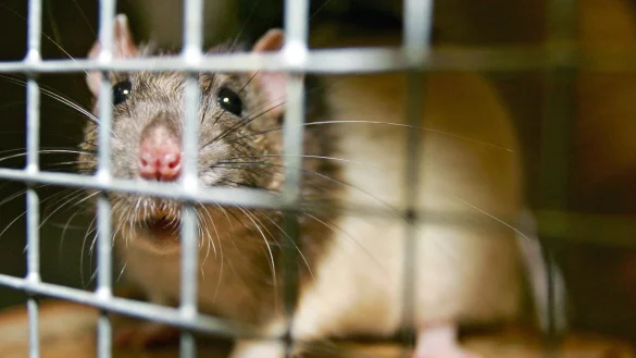 Ratte - &copy; Foto: Ronald Wittek/dpa