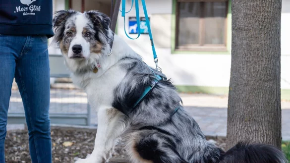 &laquo;Angstgeschirr&raquo; - &copy; Foto: dpa-tmn