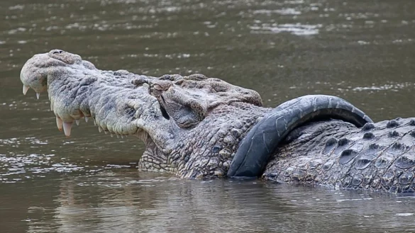 Krokodil - &copy; Foto: Opan/XinHua/dpa
