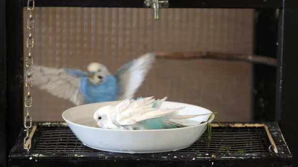 Wellensittiche beim Bad - &copy; Foto: Caroline Seidel