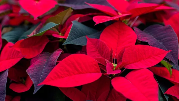 - &copy; Jens B&uuml;ttner/dpa-Zentralbild/dpa-tmn