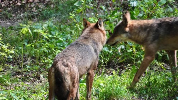 Zeigt dieses Bild tats&auml;chlich zwei junge W&ouml;lfe? Und ist es zweifeslfrei in Hiddesen aufgenommen worden? Diese Fragen muss nun das NRW-Ministerium kl&auml;ren. - &copy; Privataufnahmen