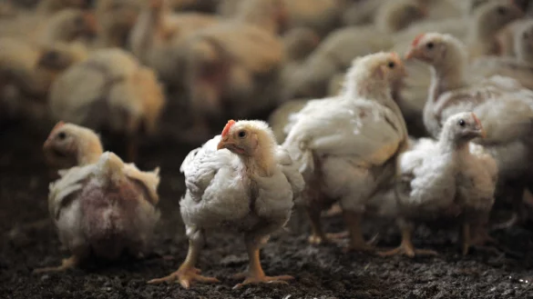 Im Kreis G&uuml;tersloh hofft Nagel-Held, einen Schlachter f&uuml;r den Betrieb der Anlage zu finden. - &copy; Picture Alliance