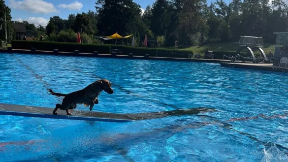 Zum Abschluss der Badesaison 2021 durften im Freibad Fischerteich die Hunde ins Becken und das k&uuml;hle Nass genie&szlig;en. - &copy; F&ouml;rderverein Freibad Fischerteich