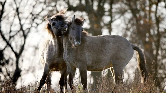 Wilde Pferde - ein seltener Anblick - &copy; Foto: Axel Heimken/dpa/dpa-tmn