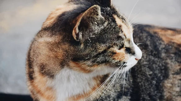 Eine Katze mit schweren Verletzungen ist schon am 10. Mai in Wahmbeckerheide gefunden und zu einem Tierarzt gebracht worden. - &copy; Symbolbild: Pixabay