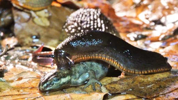 Schnecken sind auch n&uuml;tzlich, denn sie fressen Aas wie diesen Molch, aber beispielsweise auch Hundekot oder andere organische Stoffe. - &copy; Robin J&auml;hne