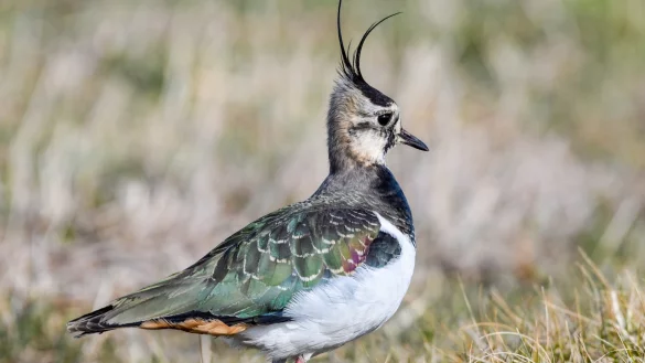 Kiebitz - &copy; Foto: Patrick Pleul/zb/dpa