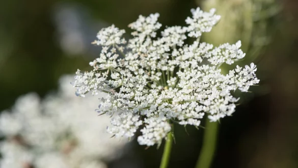 M&ouml;hren ohne Ernte - &copy; Foto: Robert G&uuml;nther/dpa-tmn