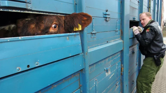 Rinder werden über Tausende Kilometer exportiert, häufig sind sie sogar hoch trächtig. Lebendtiertransporte stehen schon lange in der Kritik. - © dpa