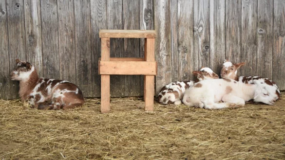 Vierlinge! Im Stall von Ehepaar Stark/Postert hat es Zuwachs gegeben. - &copy; Raphael Bartling