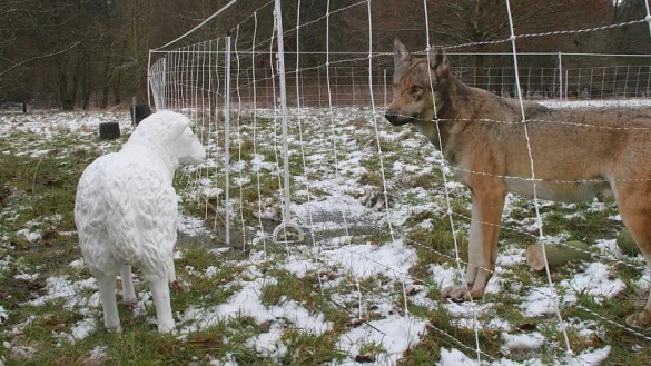 Verkehrte Welt: Das Plastikschaf be&auml;ugt den Pappwolf hinter dem Schutzzaun. Eigentlich soll das Herden-Schutzset Schutz vor den Raubtieren bieten. - &copy; J&ouml;rg Barner (mt)