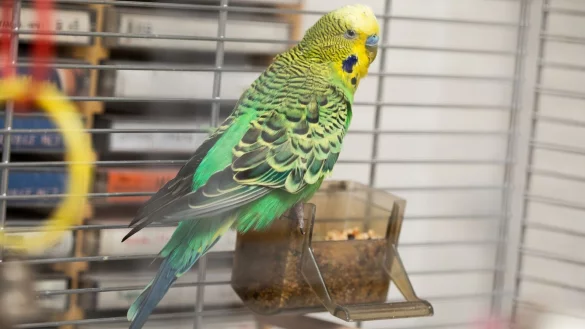 Reinigungstrick f&uuml;r Voliere - &copy; Foto: Christin Klose/dpa-tmn