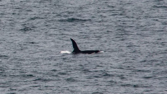 Orca - &copy; Foto: Will Mcenery/Cornwall Wildlife Trust/PA Media/dpa