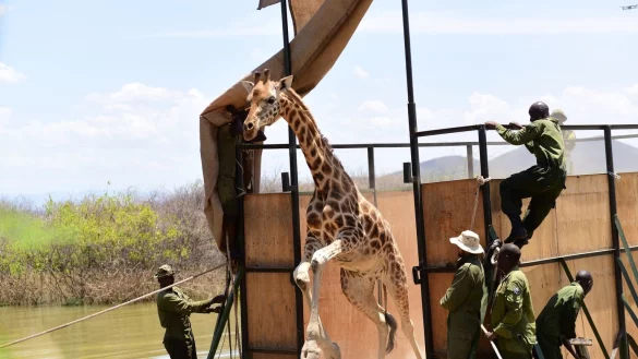 Neun Giraffen in Kenia umgesiedelt - &copy; Foto: Eckhartmedia/Northern Rangelands Trust/dpa
