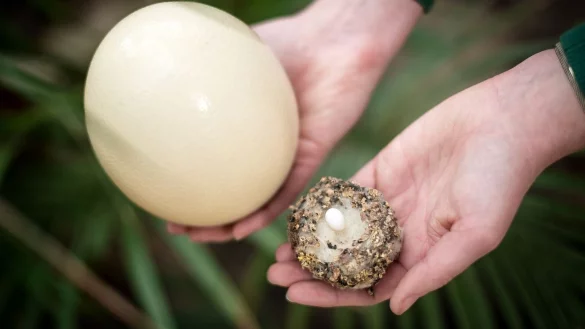 Brutzeit im Vogelpark Walsrode - &copy; Foto: Sina Schuldt/dpa