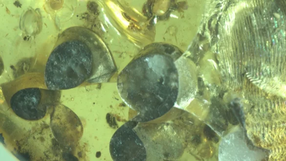 Schnecke mit Babys in Bernstein - &copy; Foto: Tingting Yu/Senckenberg/dpa