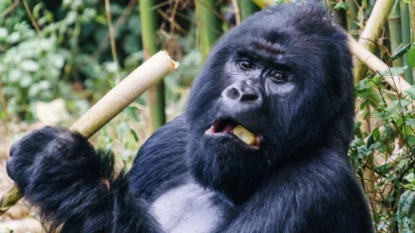 Berggorilla - &copy; Foto: Philipp Laage