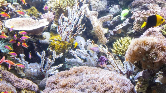 Korallen im Aquarium - &copy; Foto: Ulli Gerlach/FLH/dpa-tmn