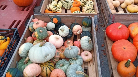 Am Wochenende steht der "K&uuml;rbiszauber" auf dem Marktplatz an. - &copy; Oliver Siekmann