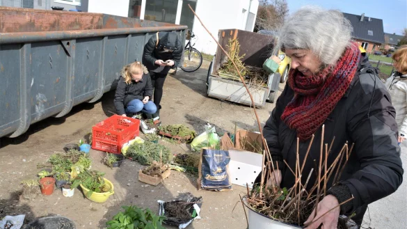 Heidrun Bode (vorne) hat eine Schale mit Pflanzen dabei. Im Hintergrund suchen Ricarda und Lorena Meier nach Bl&uuml;hendem f&uuml;r den heimischen Steingarten. - &copy; Karin Prignitz
